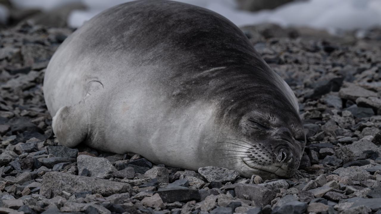 Canlı yaşamının koruyucusu Türk bilim insanları Antarktika'da kirliliğin izini sürüyor 13