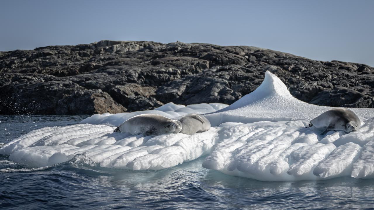Canlı yaşamının koruyucusu Türk bilim insanları Antarktika'da kirliliğin izini sürüyor 10