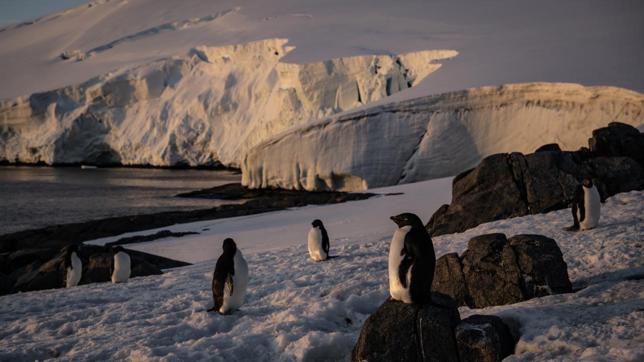 Canlı yaşamının koruyucusu Türk bilim insanları Antarktika'da kirliliğin izini sürüyor 11