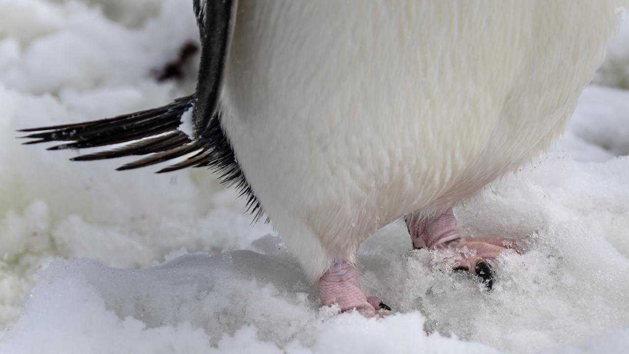 Canlı yaşamının koruyucusu Türk bilim insanları Antarktika'da kirliliğin izini sürüyor 12