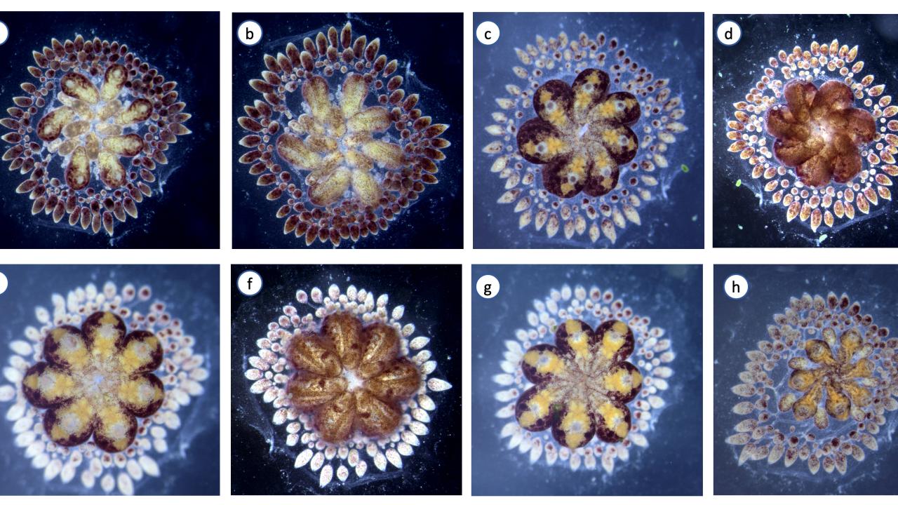 Yaşlanmayan deniz canlıları kanser ve yaşlanma tedavisinde ilaç ham maddesi olabilir 1