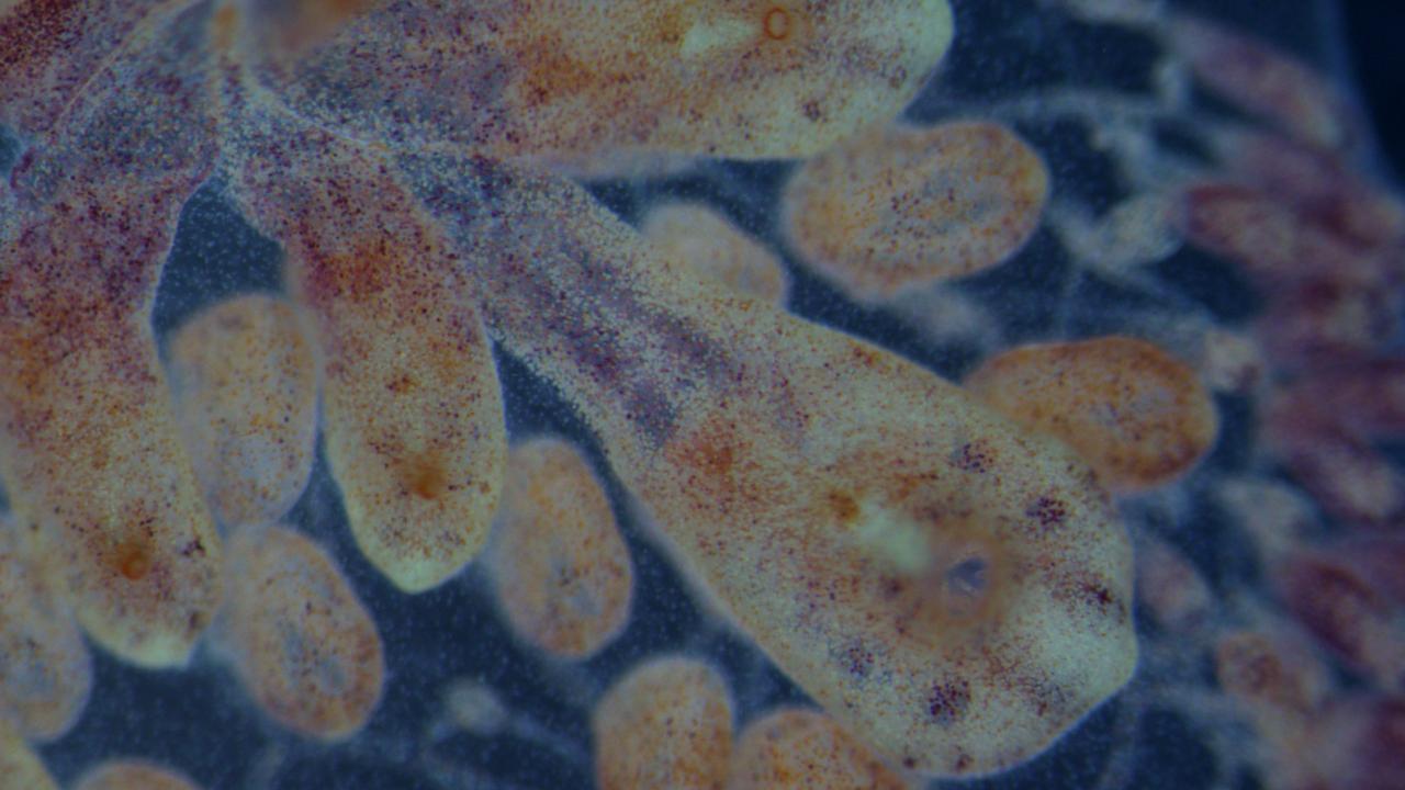 Yaşlanmayan deniz canlıları kanser ve yaşlanma tedavisinde ilaç ham maddesi olabilir 3