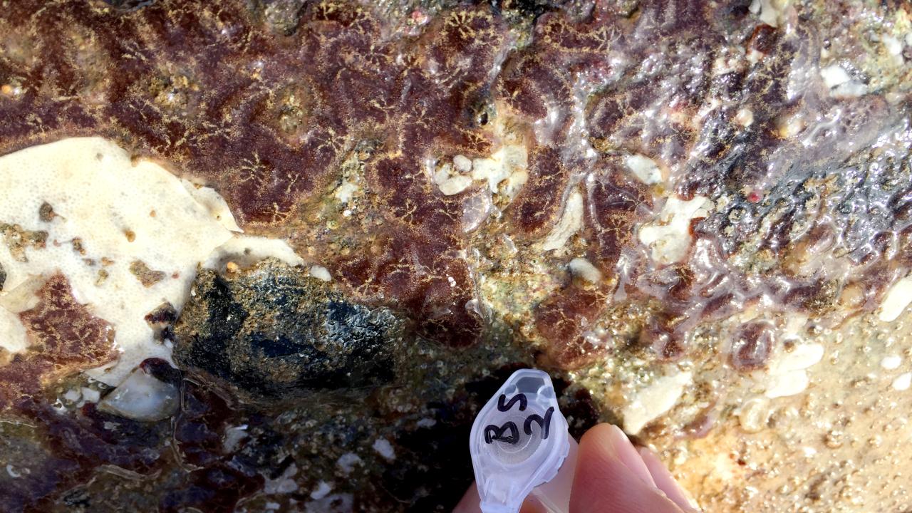 Yaşlanmayan deniz canlıları kanser ve yaşlanma tedavisinde ilaç ham maddesi olabilir 5