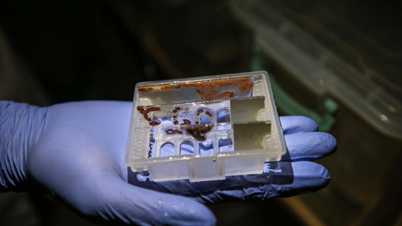 Yaşlanmayan deniz canlıları kanser ve yaşlanma tedavisinde ilaç ham maddesi olabilir 10