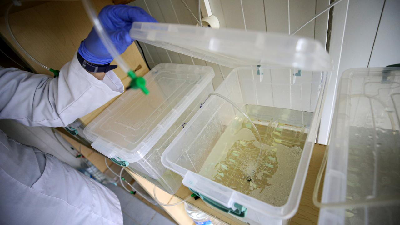 Yaşlanmayan deniz canlıları kanser ve yaşlanma tedavisinde ilaç ham maddesi olabilir 9