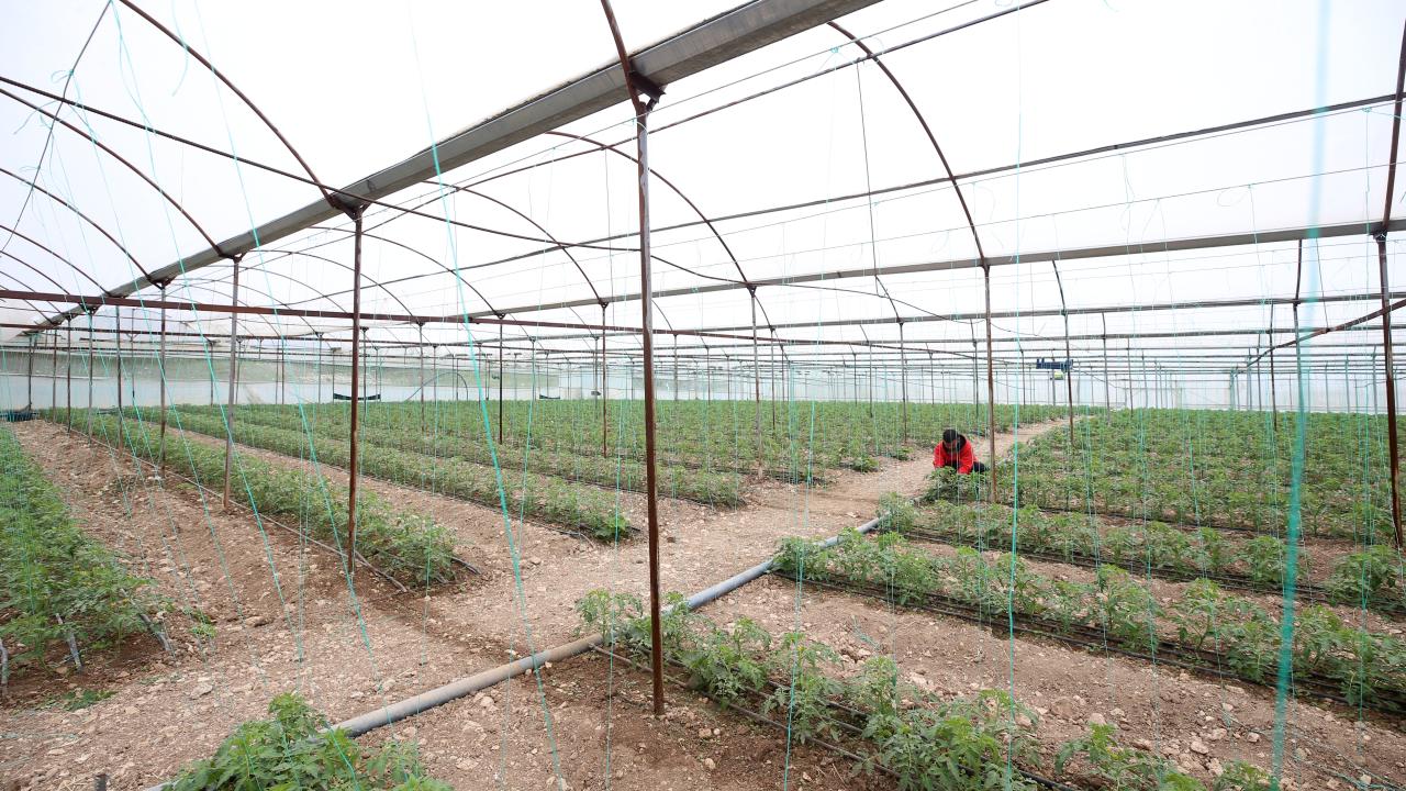Kahramanmaraşlı depremzede çiftçiler seralarında üretimi sürdürüyor 7