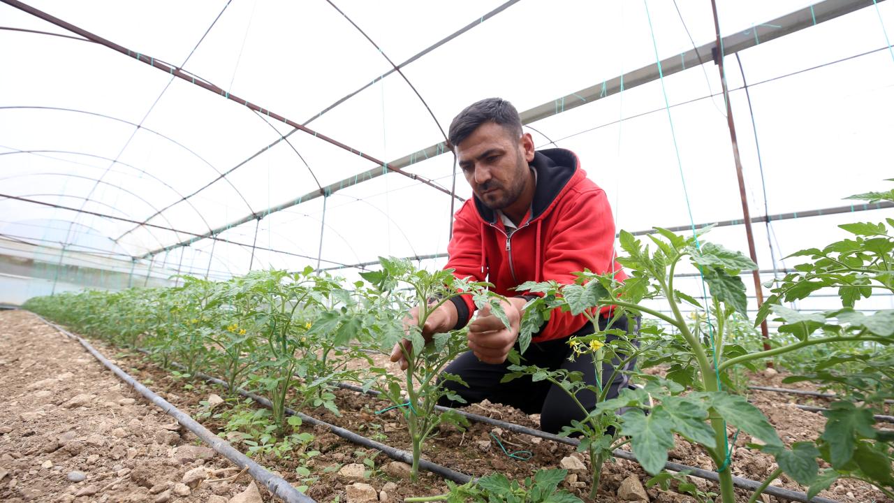Kahramanmaraşlı depremzede çiftçiler seralarında üretimi sürdürüyor 8