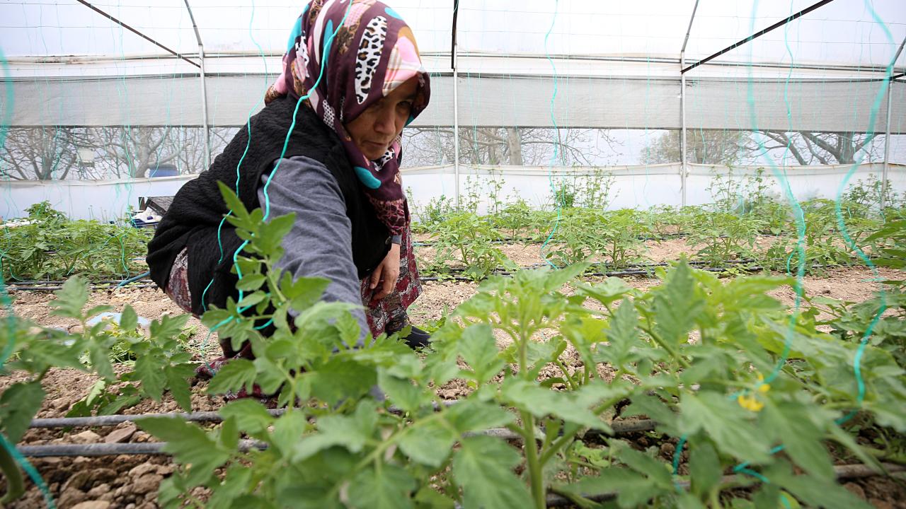 Kahramanmaraşlı depremzede çiftçiler seralarında üretimi sürdürüyor 4