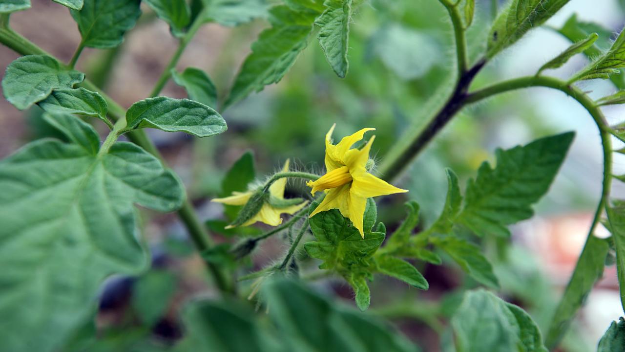 Kahramanmaraşlı depremzede çiftçiler seralarında üretimi sürdürüyor 2