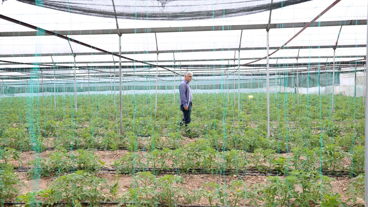 Kahramanmaraşlı depremzede çiftçiler seralarında üretimi sürdürüyor 1