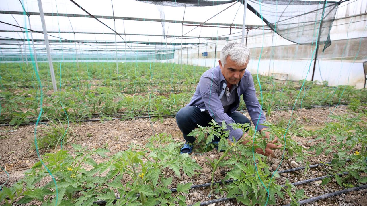 Kahramanmaraşlı depremzede çiftçiler seralarında üretimi sürdürüyor 3