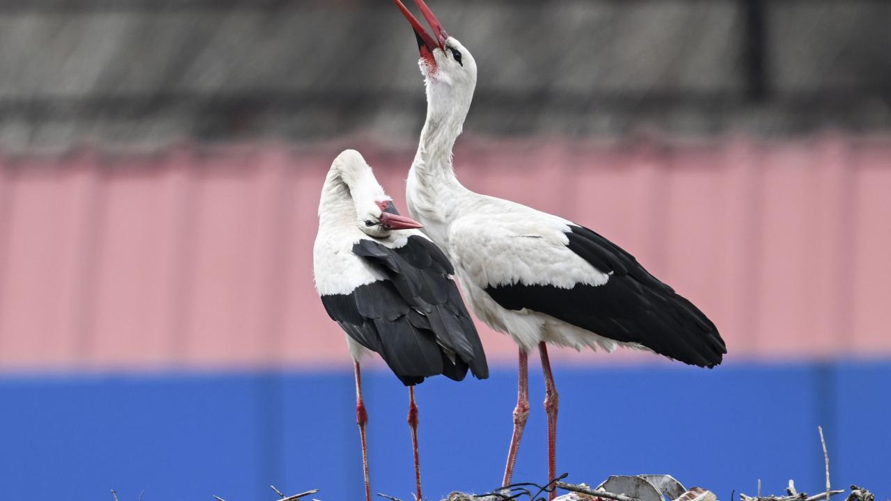 "Leylek apartmanı" sakinleri yuvalarına geldi 11