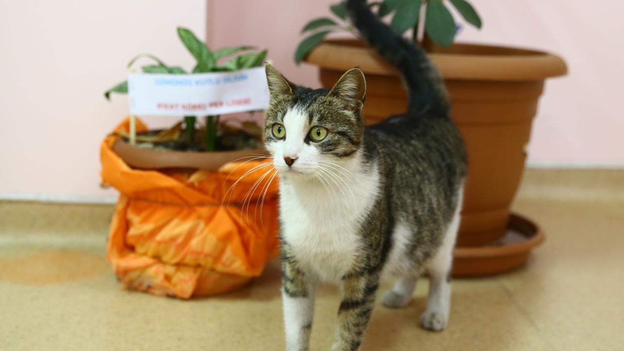 Öğrencilerin hayata döndürdüğü "Sempatik" okulun maskotu oldu 7