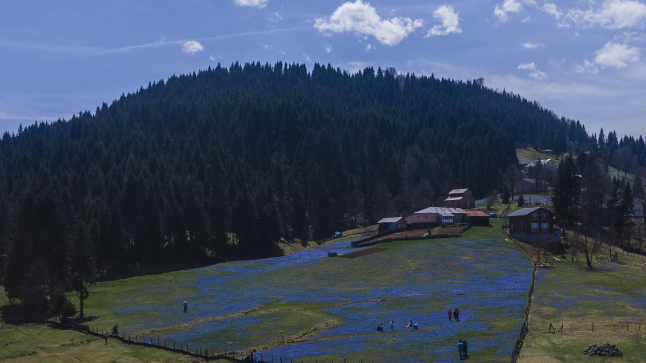 Kadıralak Yaylası "mavi yıldız"larla kaplandı 3