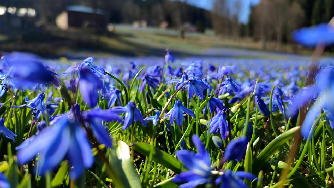 Kadıralak Yaylası "mavi yıldız"larla kaplandı 4