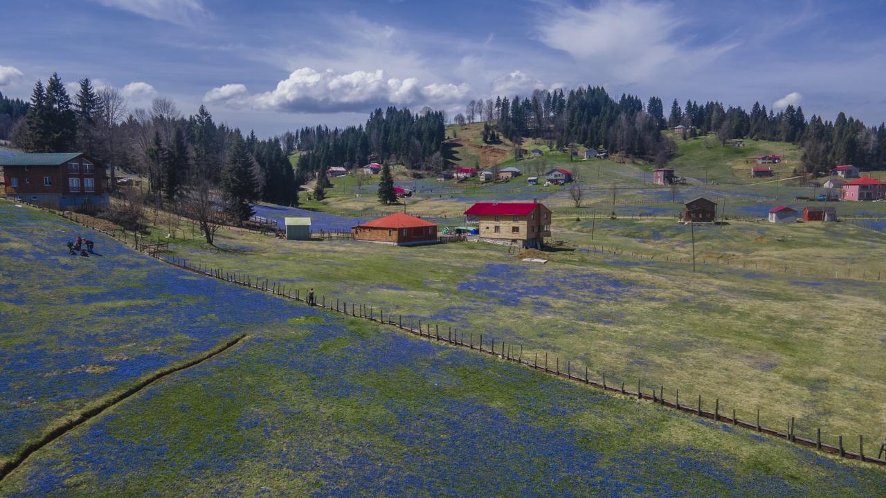 Kadıralak Yaylası "mavi yıldız"larla kaplandı 2