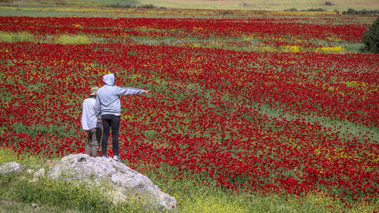 Kırıkhan'da tarlalar kırmızıya büründü 1