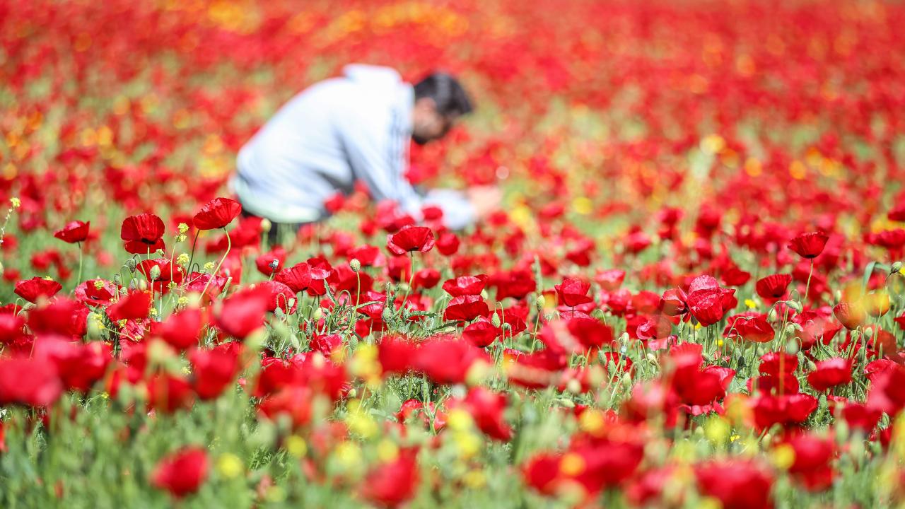 Kırıkhan'da tarlalar kırmızıya büründü 3