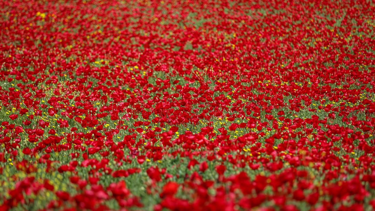 Kırıkhan'da tarlalar kırmızıya büründü 2