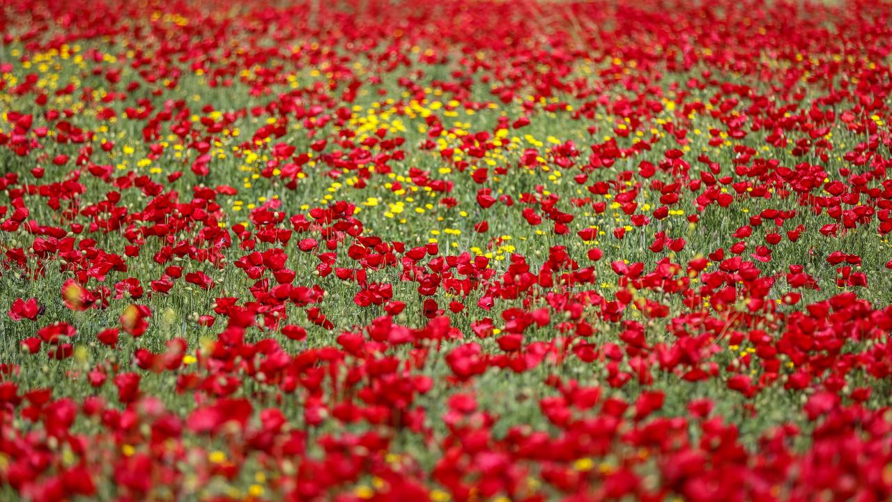 Kırıkhan'da tarlalar kırmızıya büründü 6