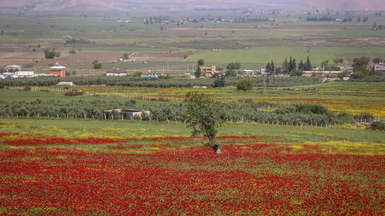 Kırıkhan'da tarlalar kırmızıya büründü 7