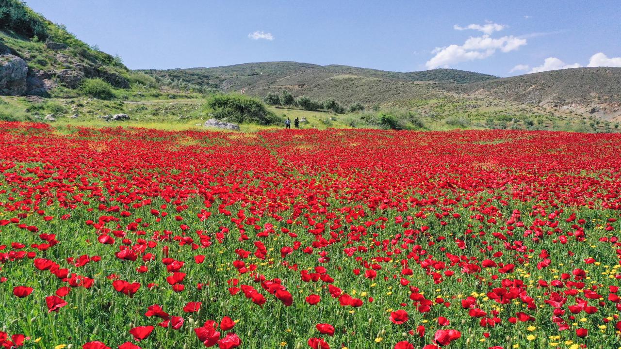 Kırıkhan'da tarlalar kırmızıya büründü 4
