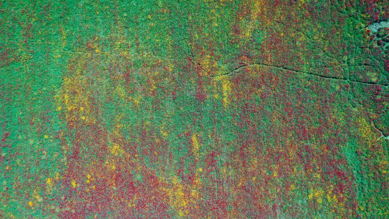 Kırıkhan'da tarlalar kırmızıya büründü 5