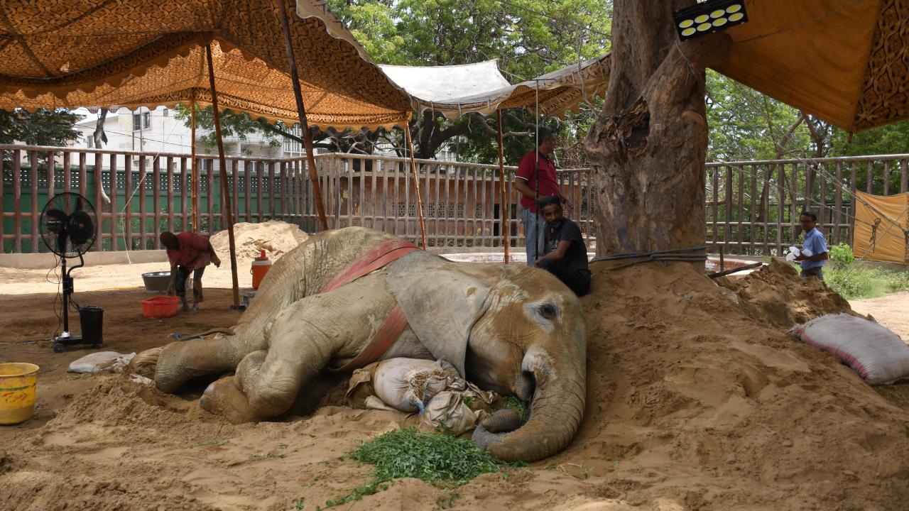 Pakistan'nın Karaçi kentinde bulunan fil "Noor Jehan" hasta 6