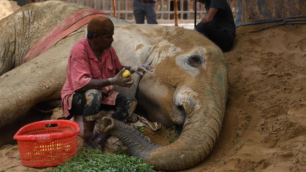 Pakistan'nın Karaçi kentinde bulunan fil "Noor Jehan" hasta 2
