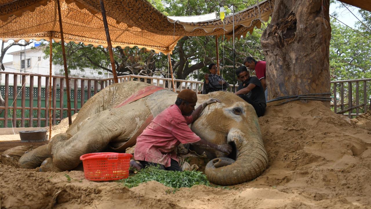 Pakistan'nın Karaçi kentinde bulunan fil "Noor Jehan" hasta 1