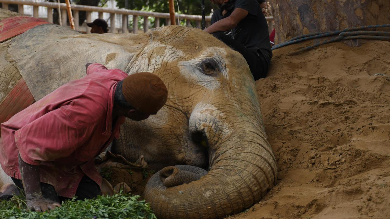 Pakistan'nın Karaçi kentinde bulunan fil "Noor Jehan" hasta 4