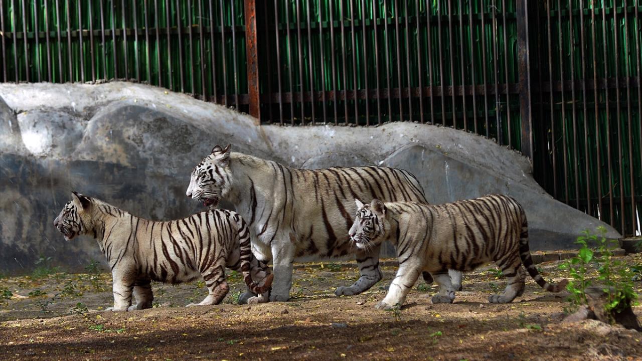 Hayvanlar aleminin en asili… Yavrusunu gören sahiplenmek istiyor 1