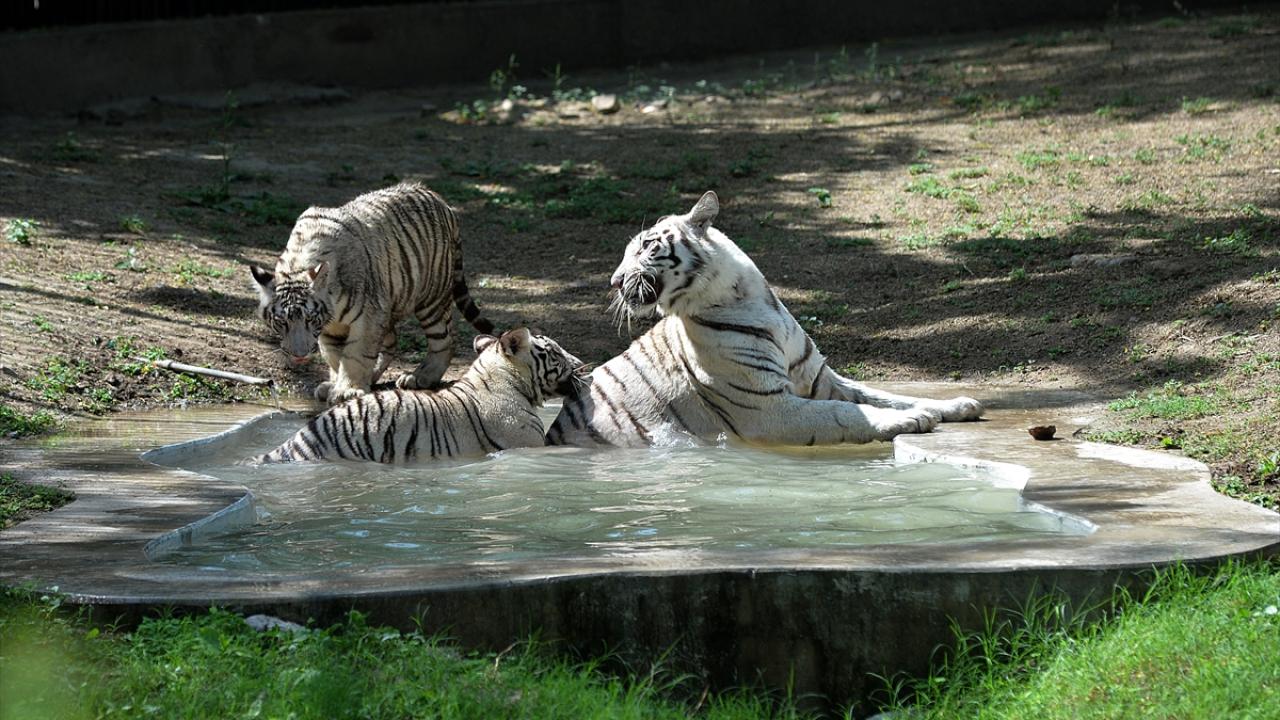 Hayvanlar aleminin en asili… Yavrusunu gören sahiplenmek istiyor 13