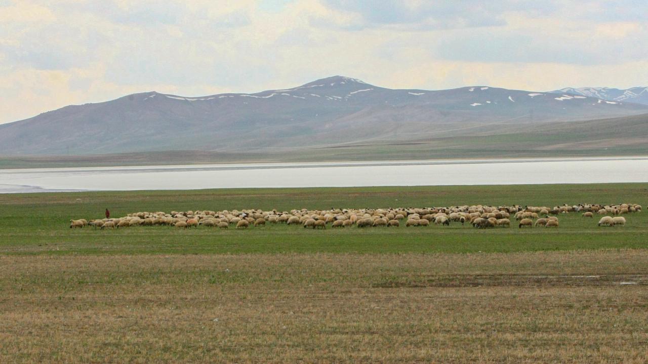 Van'da yüz güldüren manzara... Eski görünümüne kavuştu 5