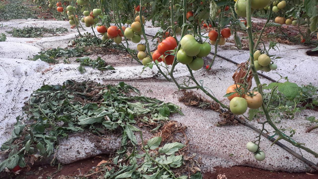 Erdemli’de dolu yağışı çiftçiyi vurdu 6