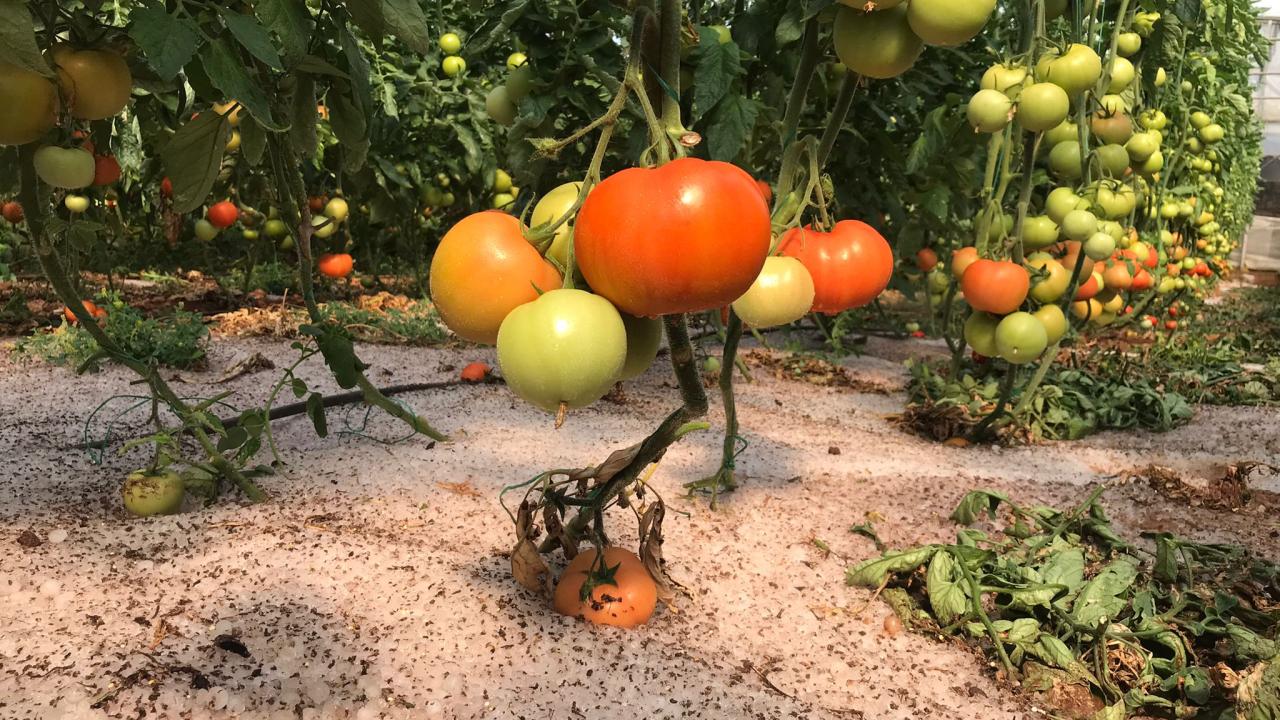 Erdemli’de dolu yağışı çiftçiyi vurdu 2