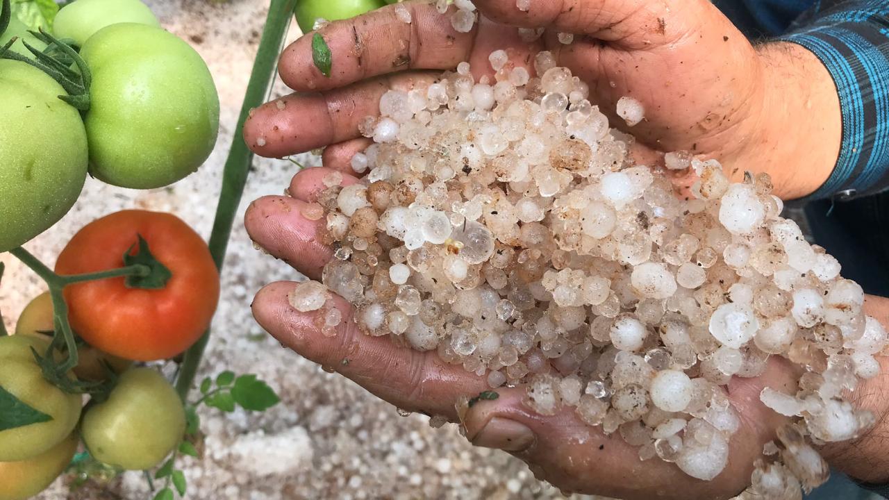 Erdemli’de dolu yağışı çiftçiyi vurdu 1