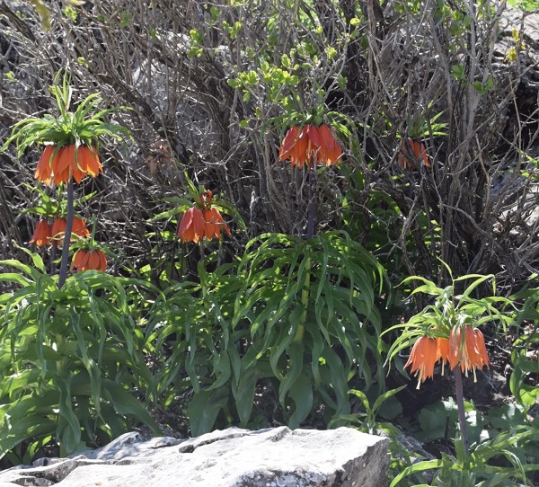 Aman çok dikkat edin! Bu çiçeği kopartmak istiyorsanız; 244 bin lirayı hazırlayın 6