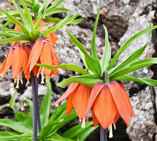 Aman çok dikkat edin! Bu çiçeği kopartmak istiyorsanız; 244 bin lirayı hazırlayın 4