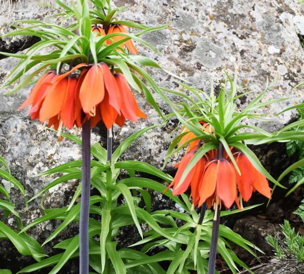 Aman çok dikkat edin! Bu çiçeği kopartmak istiyorsanız; 244 bin lirayı hazırlayın 1