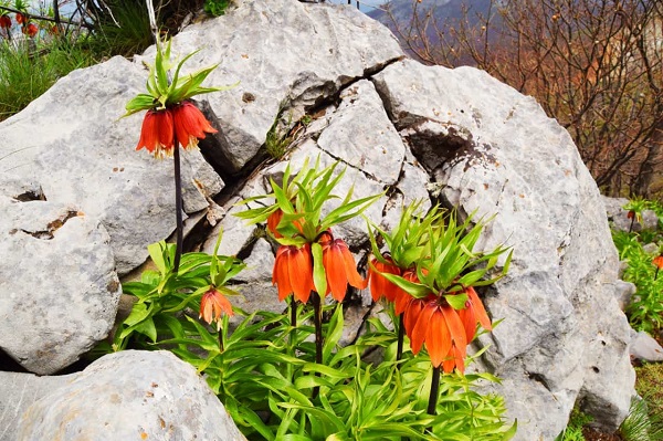 Aman çok dikkat edin! Bu çiçeği kopartmak istiyorsanız; 244 bin lirayı hazırlayın 3