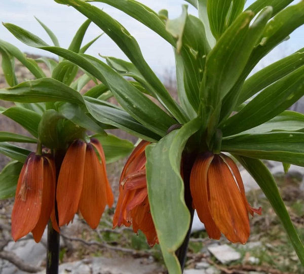 Aman çok dikkat edin! Bu çiçeği kopartmak istiyorsanız; 244 bin lirayı hazırlayın 5