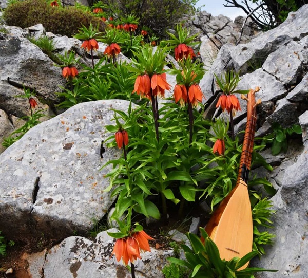 Aman çok dikkat edin! Bu çiçeği kopartmak istiyorsanız; 244 bin lirayı hazırlayın 2