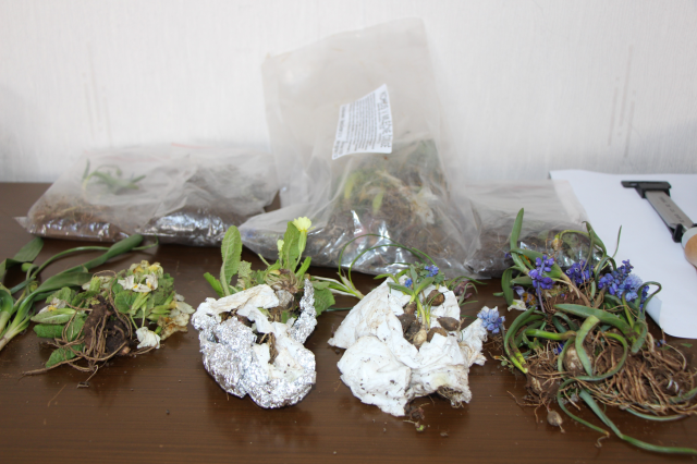 amasya-da-12-bitki-turunu-avrupa-ya-kacirmaya-15749224_3903_m