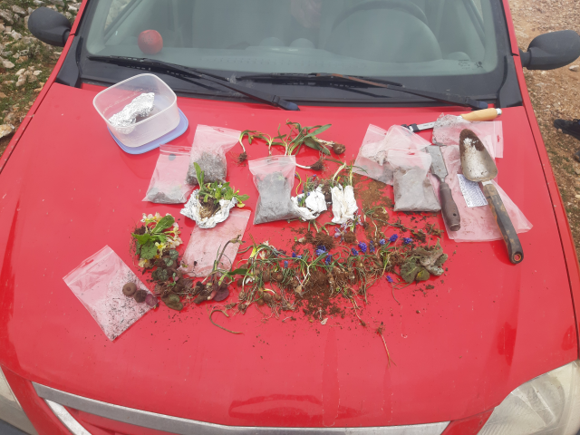 amasya-da-12-bitki-turunu-avrupa-ya-kacirmaya-15749224_4200_m