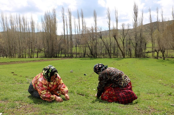 Bin bir zahmetle tek tek toplanıyor! Kendiliğinden yetişiyor faydası saymakla bitmiyor 6