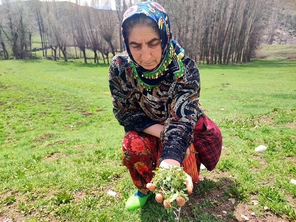 Bin bir zahmetle tek tek toplanıyor! Kendiliğinden yetişiyor faydası saymakla bitmiyor 7