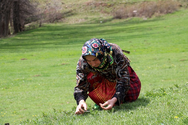 Bin bir zahmetle tek tek toplanıyor! Kendiliğinden yetişiyor faydası saymakla bitmiyor 5