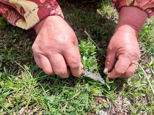 Bin bir zahmetle tek tek toplanıyor! Kendiliğinden yetişiyor faydası saymakla bitmiyor 3