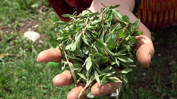 Bin bir zahmetle tek tek toplanıyor! Kendiliğinden yetişiyor faydası saymakla bitmiyor 1